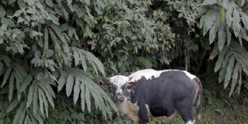 Arunachal Pradesh: Fluorescent collars distributed to Mithun owners to prevent road accidents