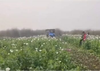 Assam police destroys 170 bigha poppy farming in Goalpara’s char areas