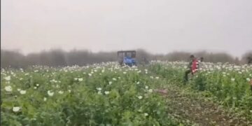 Assam police destroys 170 bigha poppy farming in Goalpara’s char areas