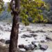 Nagaland University teams up with locals to protect indigenous fish species