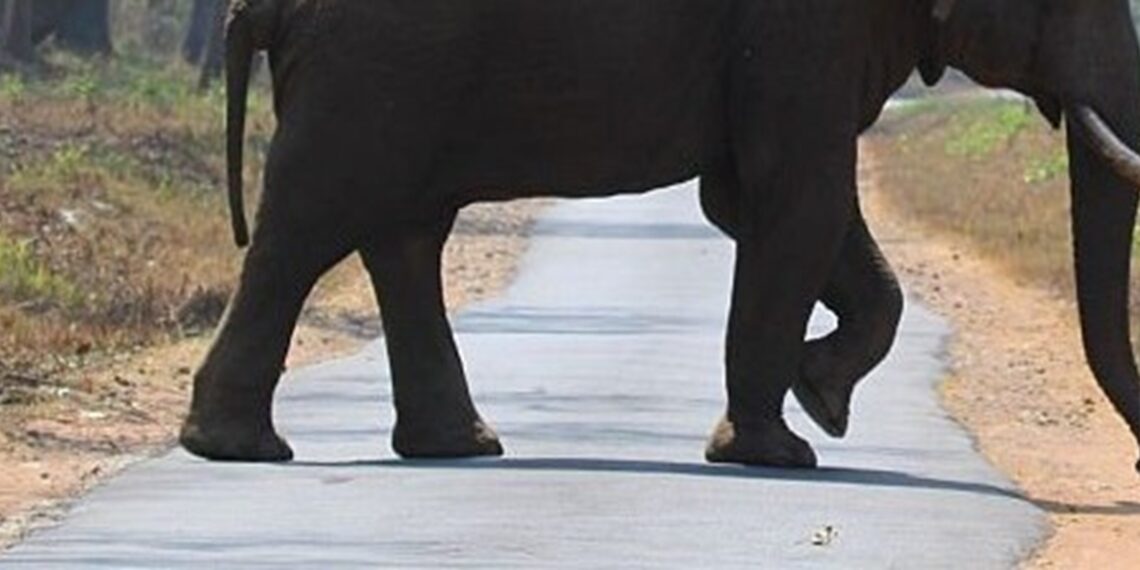 Representational image (pixabay)