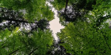 Representational image (pixabay)