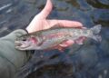 Himachal Pradesh supplies Rainbow Trout-Eyed Ova to Arunachal Pradesh, Sikkim