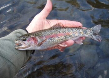Himachal Pradesh supplies Rainbow Trout-Eyed Ova to Arunachal Pradesh, Sikkim