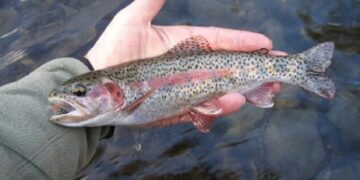 Himachal Pradesh supplies Rainbow Trout-Eyed Ova to Arunachal Pradesh, Sikkim