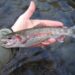 Himachal Pradesh supplies Rainbow Trout-Eyed Ova to Arunachal Pradesh, Sikkim