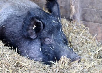 Representational image (pixabay)