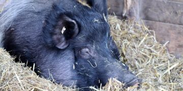 Representational image (pixabay)