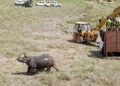 Two greater one-horned rhinos released at Dudhwa Tiger Reserve in Uttar Pradesh