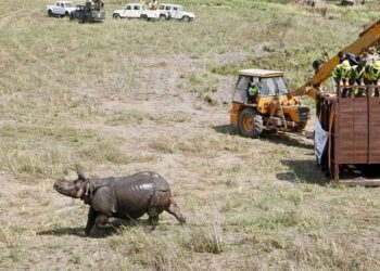 Two greater one-horned rhinos released at Dudhwa Tiger Reserve in Uttar Pradesh