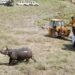 Two greater one-horned rhinos released at Dudhwa Tiger Reserve in Uttar Pradesh