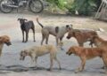 Set up shelter home for Shillong street dogs, Meghalaya High Court orders