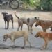 Set up shelter home for Shillong street dogs, Meghalaya High Court orders