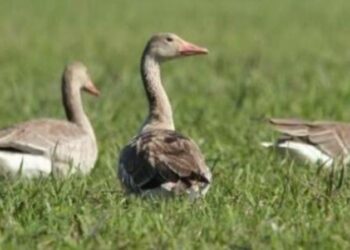 World Wildlife Day: Ten rescued animals released into the wild in Manipur