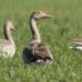 World Wildlife Day: Ten rescued animals released into the wild in Manipur