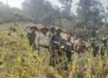 Manipur: Security forces destroy 15 acres of illegal poppy cultivation in Tengnoupal District