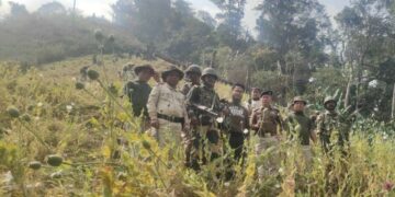 Manipur: Security forces destroy 15 acres of illegal poppy cultivation in Tengnoupal District