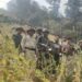 Manipur: Security forces destroy 15 acres of illegal poppy cultivation in Tengnoupal District