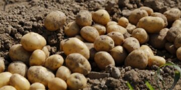 Tripura achieves record growth in potato cultivation with Apical Rooted Cutting technology