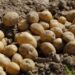 Tripura achieves record growth in potato cultivation with Apical Rooted Cutting technology