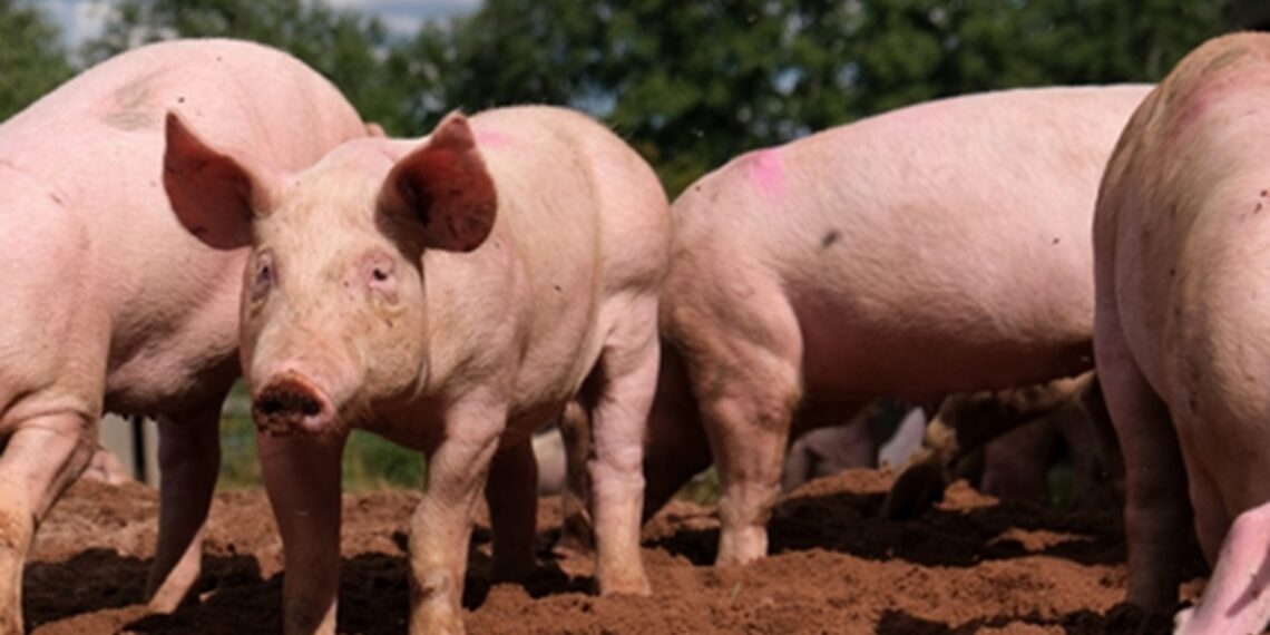 ASF outbreak claims over 1,050 pigs across three Mizoram districts