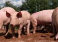 ASF outbreak claims over 1,050 pigs across three Mizoram districts