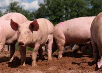 ASF outbreak claims over 1,050 pigs across three Mizoram districts