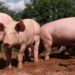 ASF outbreak claims over 1,050 pigs across three Mizoram districts
