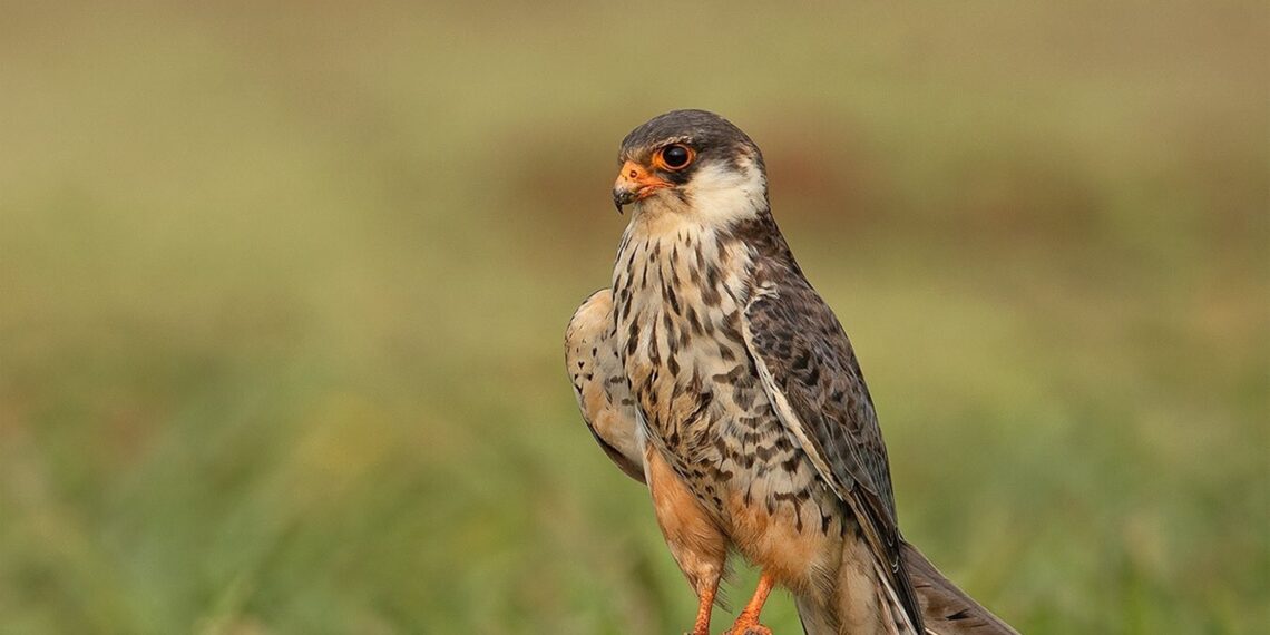 Manipur-tagged Amur Falcon embarks on return journey to Siberia after 114 days in Africa