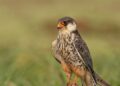 Manipur-tagged Amur Falcon embarks on return journey to Siberia after 114 days in Africa