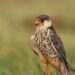 Manipur-tagged Amur Falcon embarks on return journey to Siberia after 114 days in Africa