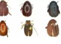 Six new Beetle species discovered in Northeast