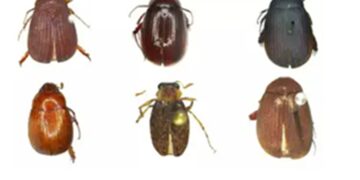 Six new Beetle species discovered in Northeast