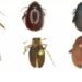 Six new Beetle species discovered in Northeast