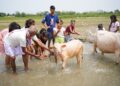 People washing cows as part of the ritual at Bohag Bihu (himantabiswa/X)