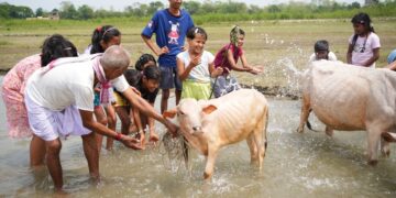 People washing cows as part of the ritual at Bohag Bihu (himantabiswa/X)