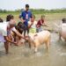 People washing cows as part of the ritual at Bohag Bihu (himantabiswa/X)