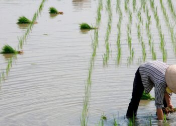 Representational image (pixabay)