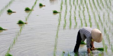 Representational image (pixabay)