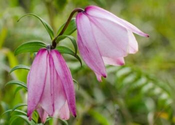 Manipur govt sanctions Rs 6.3 crore for Shirui Lily Festival 2025