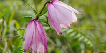 Manipur govt sanctions Rs 6.3 crore for Shirui Lily Festival 2025