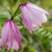 Manipur govt sanctions Rs 6.3 crore for Shirui Lily Festival 2025