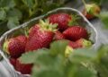 Meghalaya gears up to host 2nd edition of ‘Strawberry Festival’