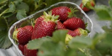Meghalaya gears up to host 2nd edition of ‘Strawberry Festival’