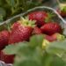 Meghalaya gears up to host 2nd edition of ‘Strawberry Festival’