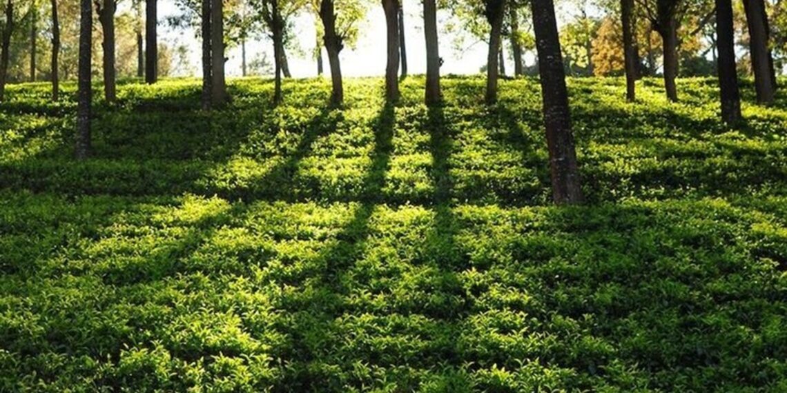 A tea garden in Assam (iamraktim21/X)