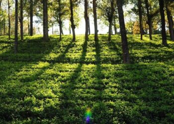 A tea garden in Assam (iamraktim21/X)