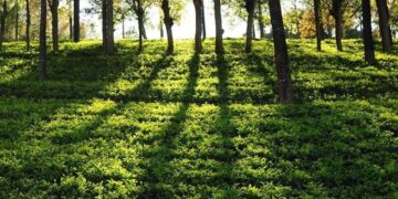 A tea garden in Assam (iamraktim21/X)