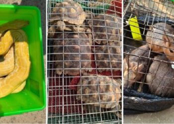 Mizoram: Exotic animals seized in Champhai district, 3 Myanmar nationals held