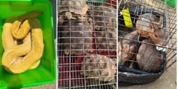 Mizoram: Exotic animals seized in Champhai district, 3 Myanmar nationals held